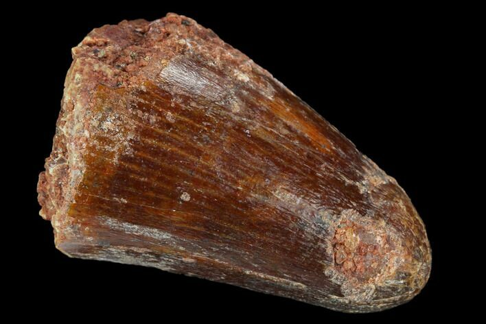 Cretaceous Fossil Crocodile Tooth - Morocco #122470